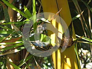Yellow trunk of tropical plant bamboo and leaves