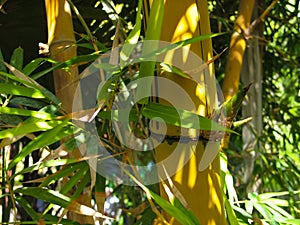 Yellow trunk of tropical plant bamboo and leaves