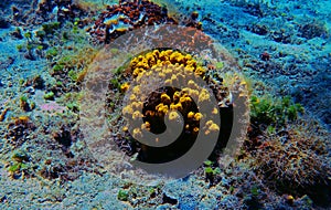 Yellow Tube Sea Sponge - Aplysina Aerophoba