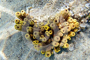 Yellow tube sea sponge - Aplysina aerophoba, underwater image into the Mediterranean sea