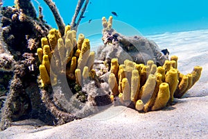 Yellow tube sea sponge - Aplysina aerophoba, underwater image into the Mediterranean sea