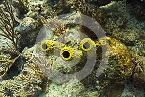 Yellow tube sponge