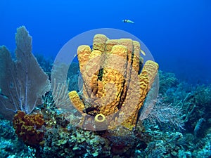 Yellow Tube Sponge photo