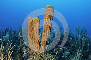 Yellow Tube Sponge