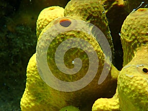 Yellow tube sponge or Aureate sponge (Aplysina aerophoba) close-up undersea, Aegean Sea