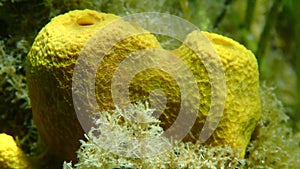 Yellow tube sponge or Aureate sponge (Aplysina aerophoba) close-up undersea, Aegean Sea