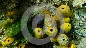 Yellow tube sponge or Aureate sponge (Aplysina aerophoba) close-up undersea, Aegean Sea