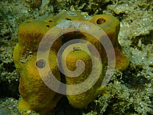 Yellow tube sponge or Aureate sponge (Aplysina aerophoba) close-up undersea, Aegean Sea