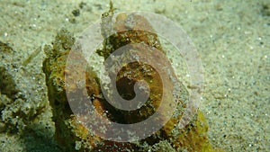 Yellow tube sponge or Aureate sponge (Aplysina aerophoba) close-up undersea, Aegean Sea
