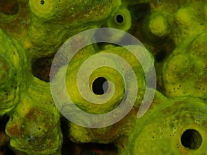 Yellow tube sponge or Aureate sponge (Aplysina aerophoba) close-up undersea, Aegean Sea, Greece, Halkidiki