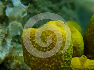 Yellow tube sponge or Aureate sponge (Aplysina aerophoba) close-up undersea, Aegean Sea, Greece, Halkidiki