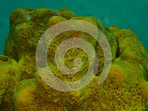 Yellow tube sponge or Aureate sponge (Aplysina aerophoba) close-up undersea, Aegean Sea, Greece, Halkidiki