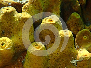 Yellow tube sponge or Aureate sponge (Aplysina aerophoba) close-up undersea, Aegean Sea, Greece, Halkidiki