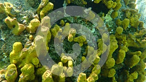 Yellow tube sponge or Aureate sponge Aplysina aerophoba undersea, Aegean Sea