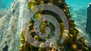 Yellow tube sponge or Aureate sponge Aplysina aerophoba undersea, Aegean Sea