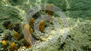 Yellow tube sponge or Aureate sponge Aplysina aerophoba undersea, Aegean Sea