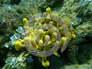 Yellow tube sponge or Aureate sponge (Aplysina aerophoba) undersea, Aegean Sea