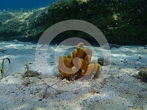 Yellow tube sponge or Aureate sponge (Aplysina aerophoba) undersea, Aegean Sea