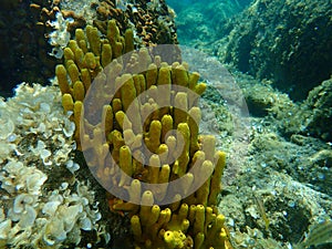 Yellow tube sponge or Aureate sponge (Aplysina aerophoba) undersea, Aegean Sea