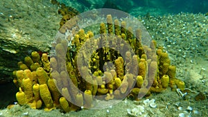 Yellow tube sponge or Aureate sponge (Aplysina aerophoba) undersea, Aegean Sea