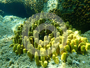 Yellow tube sponge or Aureate sponge (Aplysina aerophoba) undersea, Aegean Sea