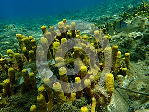 Yellow tube sponge or Aureate sponge (Aplysina aerophoba) undersea, Aegean Sea