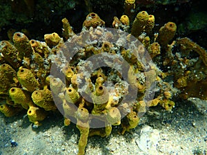 Yellow tube sponge or Aureate sponge (Aplysina aerophoba) undersea, Aegean Sea