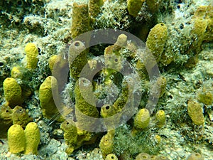 Yellow tube sponge or Aureate sponge (Aplysina aerophoba) undersea, Aegean Sea