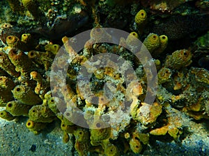 Yellow tube sponge or Aureate sponge (Aplysina aerophoba) undersea, Aegean Sea