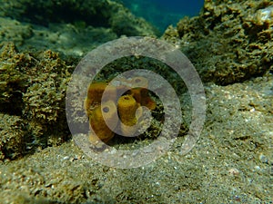 Yellow tube sponge or Aureate sponge (Aplysina aerophoba) undersea, Aegean Sea