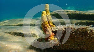 Yellow tube sponge or Aureate sponge (Aplysina aerophoba) undersea, Aegean Sea