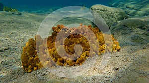 Yellow tube sponge or Aureate sponge (Aplysina aerophoba) undersea, Aegean Sea