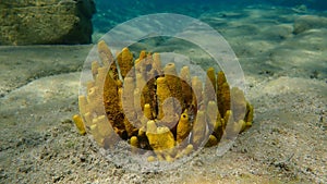 Yellow tube sponge or Aureate sponge (Aplysina aerophoba) undersea, Aegean Sea