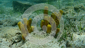 Yellow tube sponge or aureate sponge Aplysina aerophoba undersea, Aegean Sea, Greece, Halkidiki