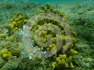 Yellow tube sponge or aureate sponge Aplysina aerophoba undersea, Aegean Sea, Greece, Halkidiki