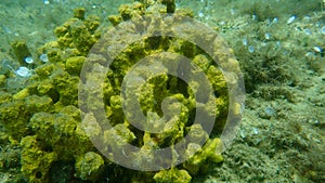 Yellow tube sponge or aureate sponge Aplysina aerophoba undersea, Aegean Sea, Greece, Halkidiki