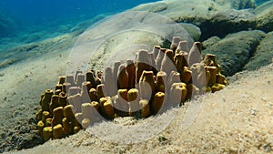 Yellow tube sponge or Aureate sponge (Aplysina aerophoba) undersea, Aegean Sea photo