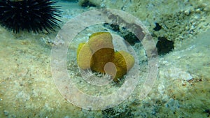 Yellow tube sponge or Aureate sponge (Aplysina aerophoba) undersea, Aegean Sea, Greece, Thasos island photo