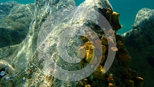 Yellow tube sponge or Aureate sponge Aplysina aerophoba undersea, Aegean Sea photo