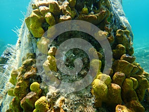 Yellow tube sponge or Aureate sponge Aplysina aerophoba undersea, Aegean Sea photo