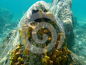 Yellow tube sponge or Aureate sponge Aplysina aerophoba undersea, Aegean Sea photo