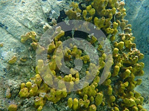 Yellow tube sponge or Aureate sponge Aplysina aerophoba undersea, Aegean Sea photo