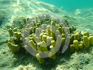 Yellow tube sponge or Aureate sponge Aplysina aerophoba undersea, Aegean Sea photo