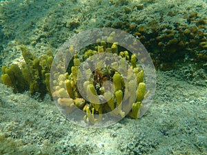 Yellow tube sponge or Aureate sponge Aplysina aerophoba undersea, Aegean Sea photo