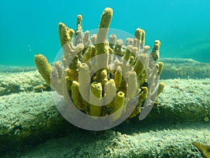 Yellow tube sponge or Aureate sponge Aplysina aerophoba undersea, Aegean Sea photo