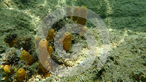 Yellow tube sponge or Aureate sponge Aplysina aerophoba undersea, Aegean Sea photo