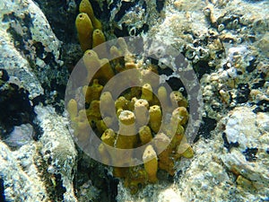 Yellow Tube Sponge or Golden Sponge, Aureate sponge Aplysina aerophoba undersea, Aegean Sea, Greece, Halkidiki photo