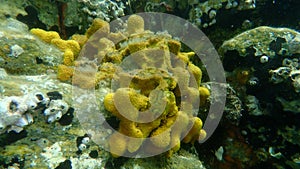 Yellow Tube Sponge or Golden Sponge, Aureate sponge Aplysina aerophoba undersea, Aegean Sea, Greece, Halkidiki