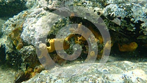 Yellow Tube Sponge or Golden Sponge, Aureate sponge Aplysina aerophoba undersea, Aegean Sea, Greece, Halkidiki