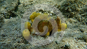 Yellow Tube Sponge or Golden Sponge, Aureate sponge Aplysina aerophoba undersea, Aegean Sea, Greece, Halkidiki